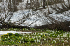 雪解け花
