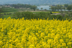 菜の花の丘