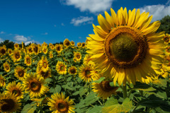 盛夏