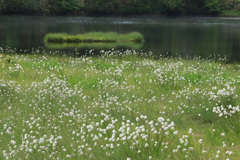 妖精の湿原