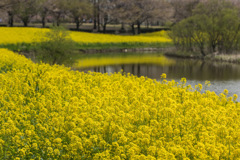 春の水辺