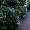 道端の紫陽花
