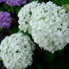 紫陽花