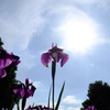 菖蒲