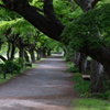 並木道