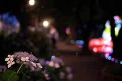 紫陽花