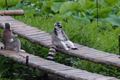 えんこちょ