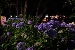 夜の紫陽花