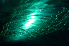 魚
