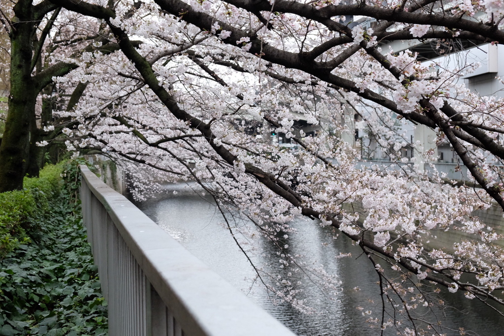 神田川の桜