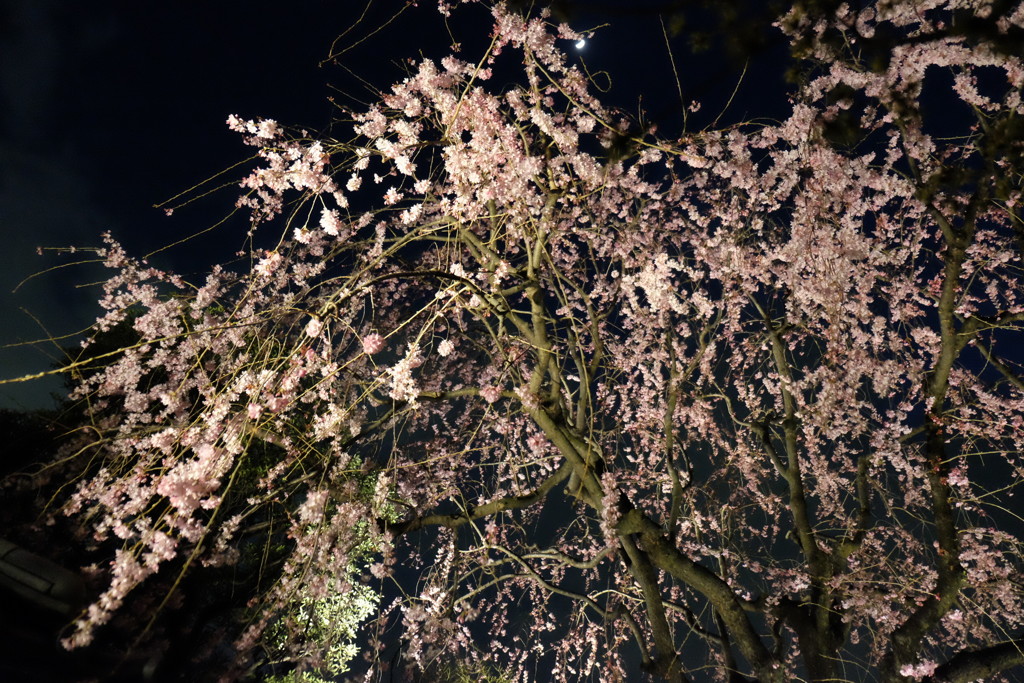 月と夜桜