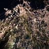 月と夜桜