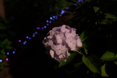 紫陽花のライトアップ