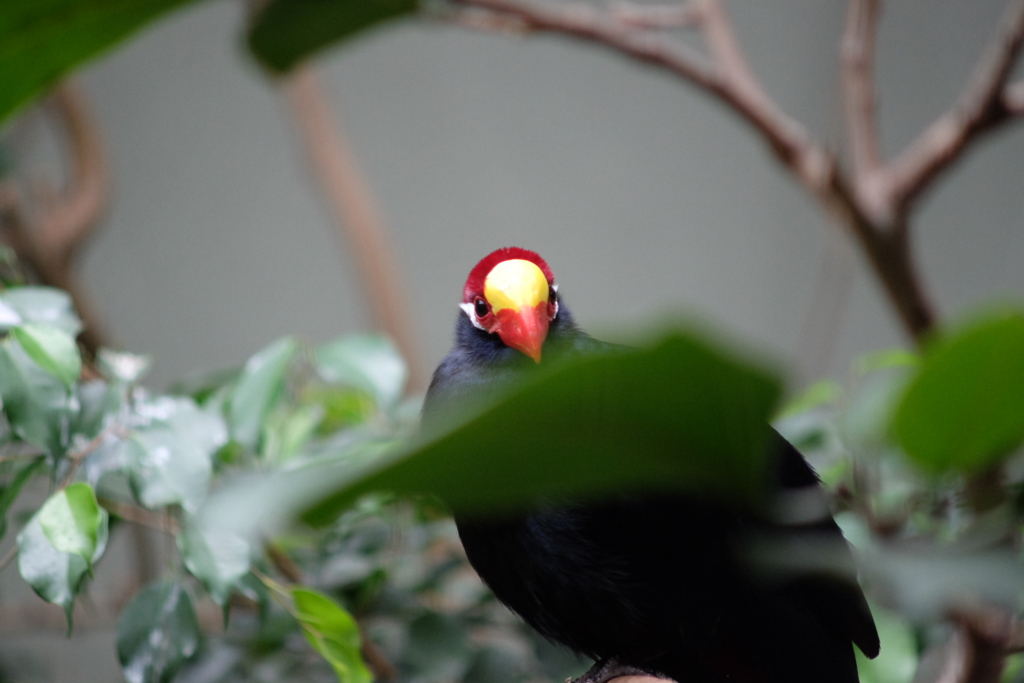 鳥さん