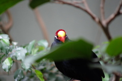 鳥さん