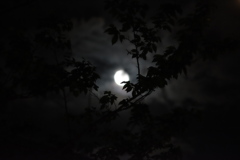 満月と葉の影