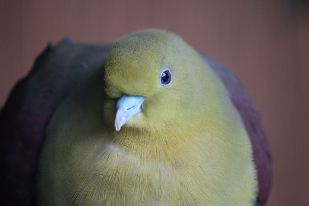 きれいな鳥
