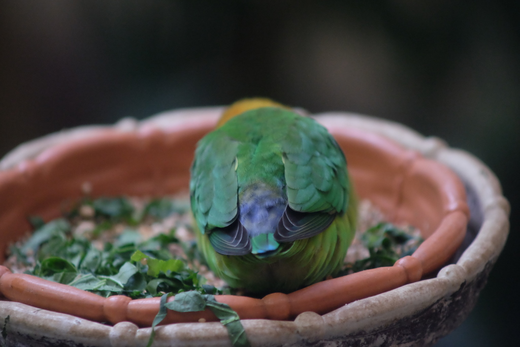 きれいなおしり