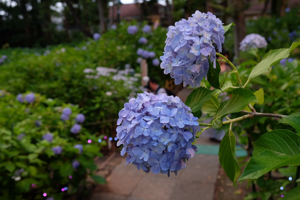 紫陽花