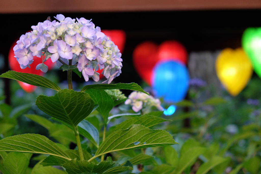 紫陽花とイルミネーション