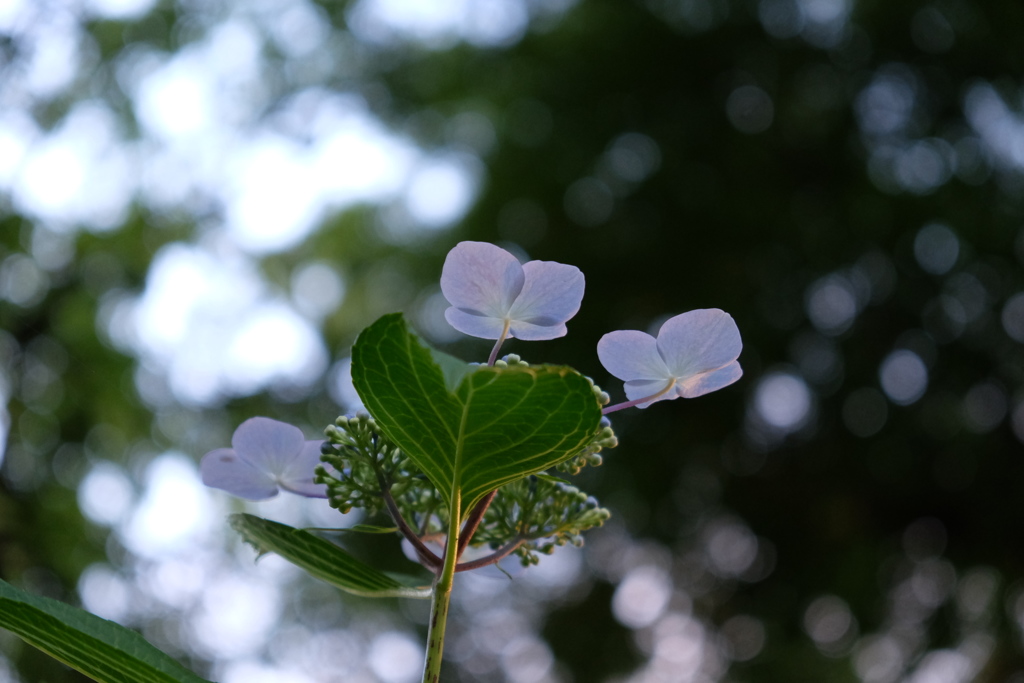 白い紫陽花