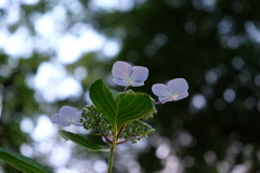 白い紫陽花