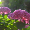 紫陽花