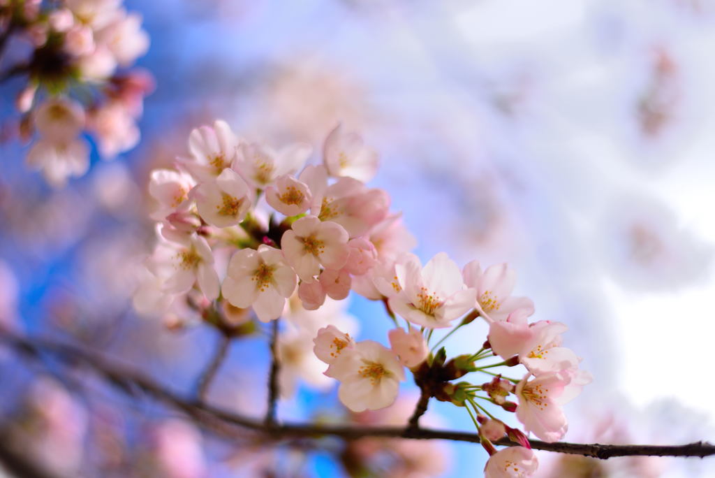 大阪　桜　堀江公園