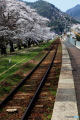 桜と線路の行先