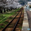 桜と線路の行先