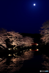 月と桜と赤い橋