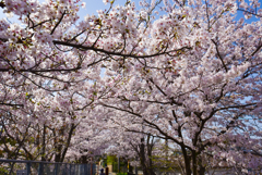 桜道