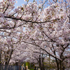 桜道