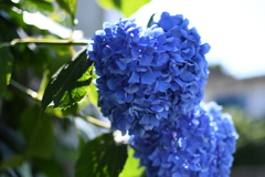 近所の紫陽花
