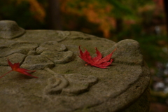DSC_3257_1