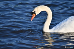 白鳥の食事中