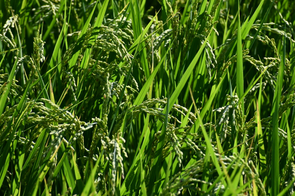 DSC_2701