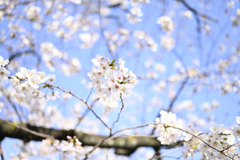 靖国周辺桜②