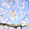 靖国周辺桜②