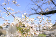 靖国周辺桜①