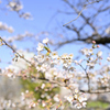 靖国周辺桜①