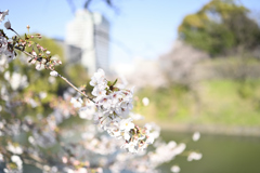 靖国周辺桜④