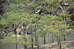 小石川後楽園0323＠1