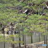 小石川後楽園0323＠1