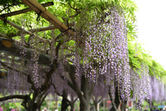 藤と猿と錦糸町0423＠1