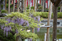 亀戸天神0412＠1