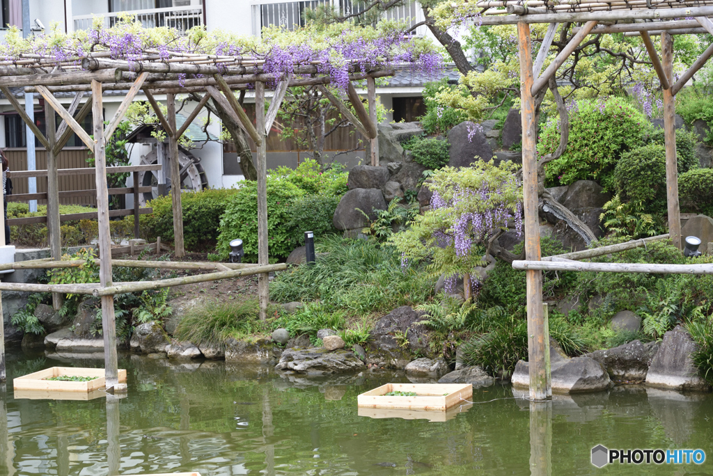 亀戸天神0412＠5
