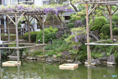 亀戸天神0412＠5