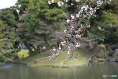 小石川後楽園0323＠5
