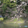 小石川後楽園0323＠5